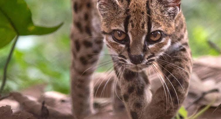 Descubren el 'tilcayo', un nuevo gato silvestre en los Yungas