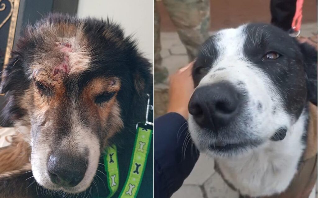 Bicho y Bolívar, los perros rescatados en Viacha, buscan una nueva familia