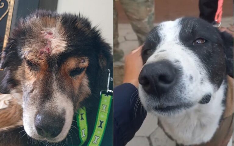 Bicho y Bolívar, los perros rescatados en Viacha, buscan una nueva familia
