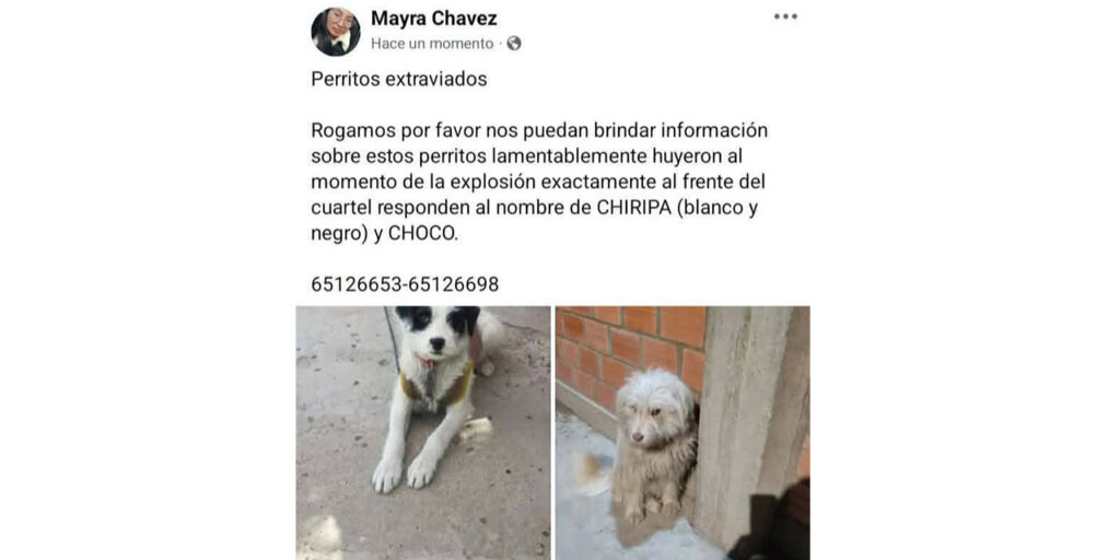 Voluntarios de Viacha se organizan para rescatar perros tras la explosión