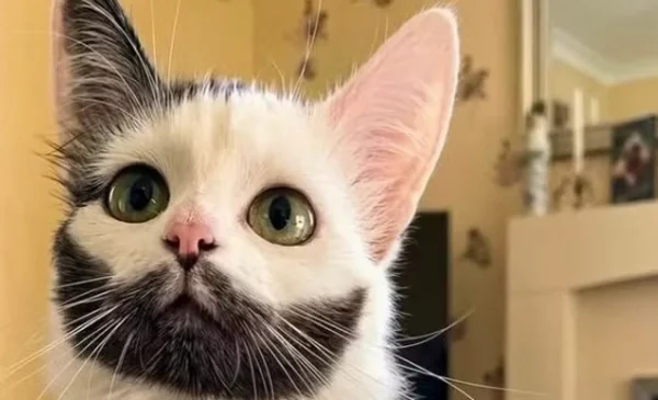 Un gato con barba que se roba las miradas en las redes