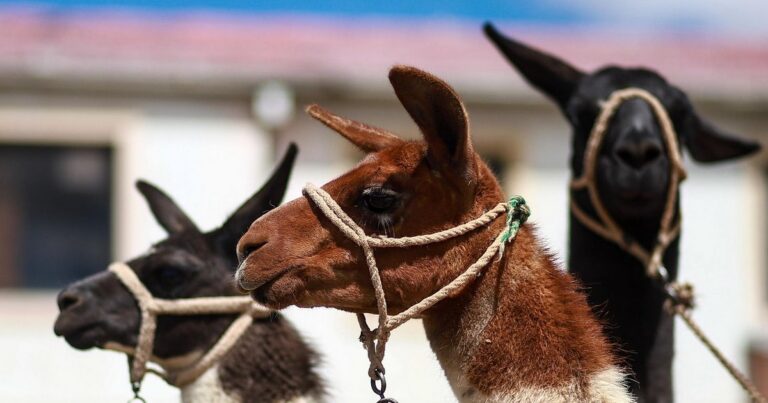 Feria de camélidos destaca la riqueza textil y ganadera de Bolivia