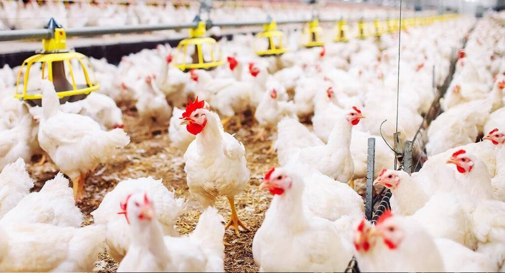 Aumento en el precio del pollo: Avicultores proponen llevarlo a Bs 15 por kilo