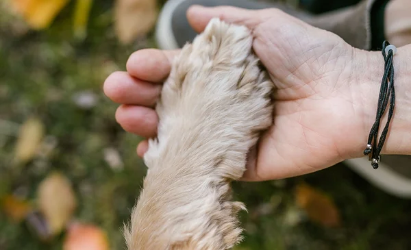La búsqueda de mascotas extraviadas en La Paz y El Alto continúa