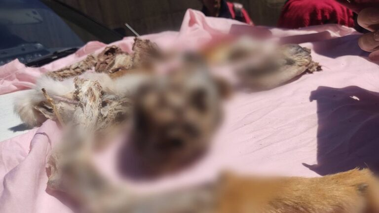 Aprehenden a mujer por tráfico de carne de zorro en El Alto