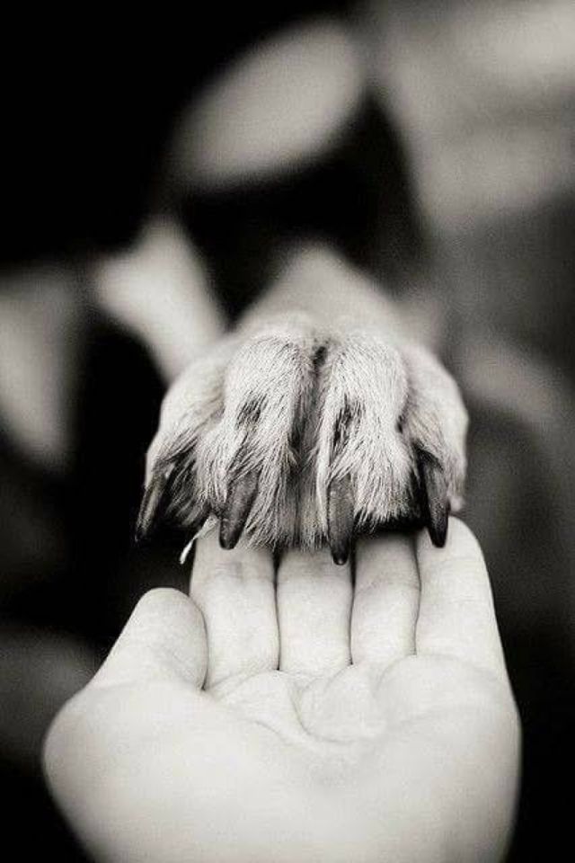 Potosí inicia multas por maltrato animal