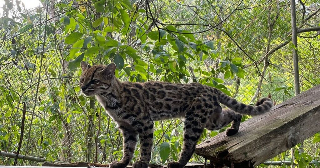 Descubren el Tilcayo, un nuevo felino de los Yungas gracias a investigadores bolivianos