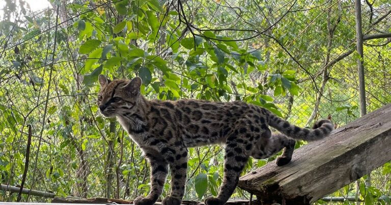 Descubren el Tilcayo, un nuevo felino de los Yungas gracias a investigadores bolivianos
