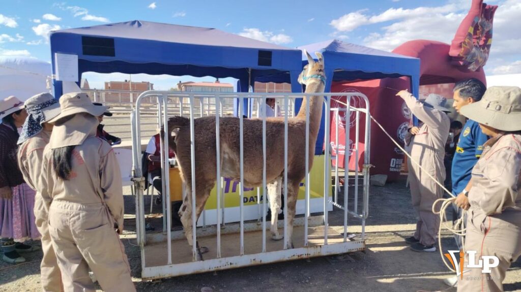 Avanza la Expocamel en Oruro con el registro de camélidos