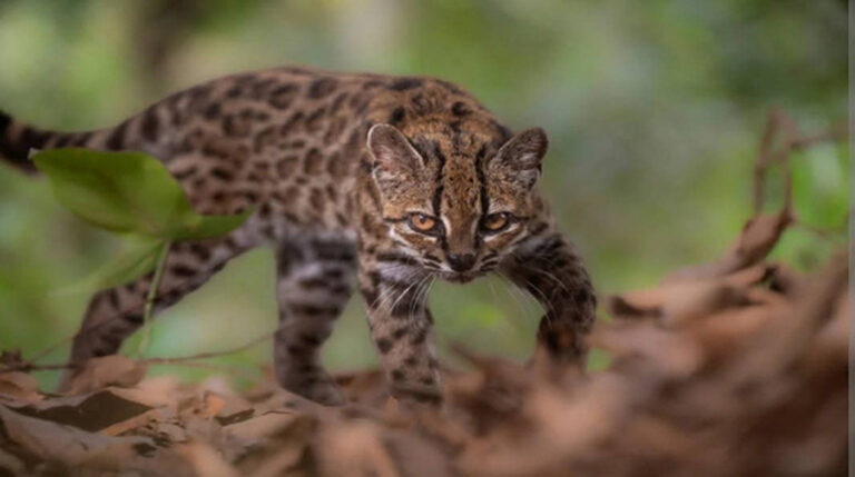Se descubre en Bolivia una nueva especie de felino, el gato tilcayo