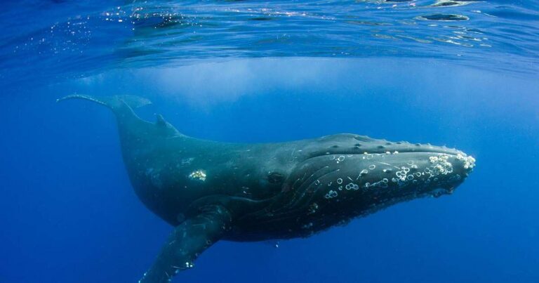 El canto de las ballenas: un descubrimiento que cambió la percepción sobre estos gigantes del océano