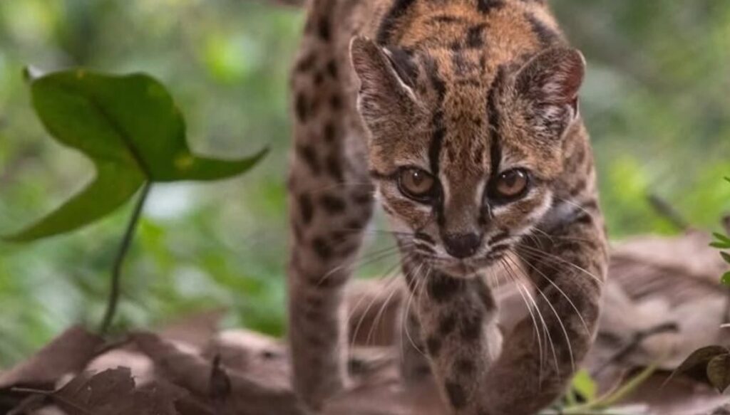 Nueva campaña para proteger al felino Tilcayo en los Yungas