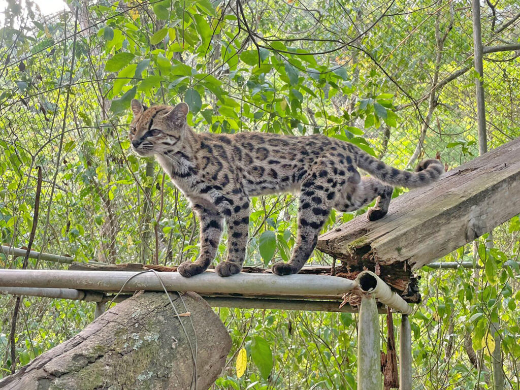 El Leopardus Tilcayo se convierte en embajador de Senda Verde