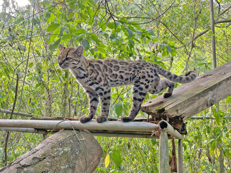 El Leopardus Tilcayo se convierte en embajador de Senda Verde
