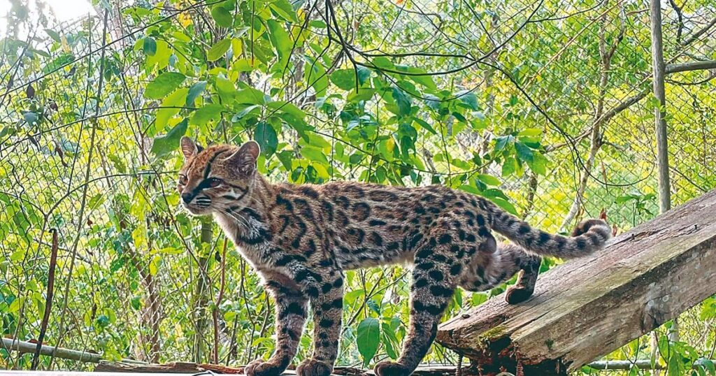 Descubren una nueva especie de gato en Bolivia: el Leopardus tilcayo