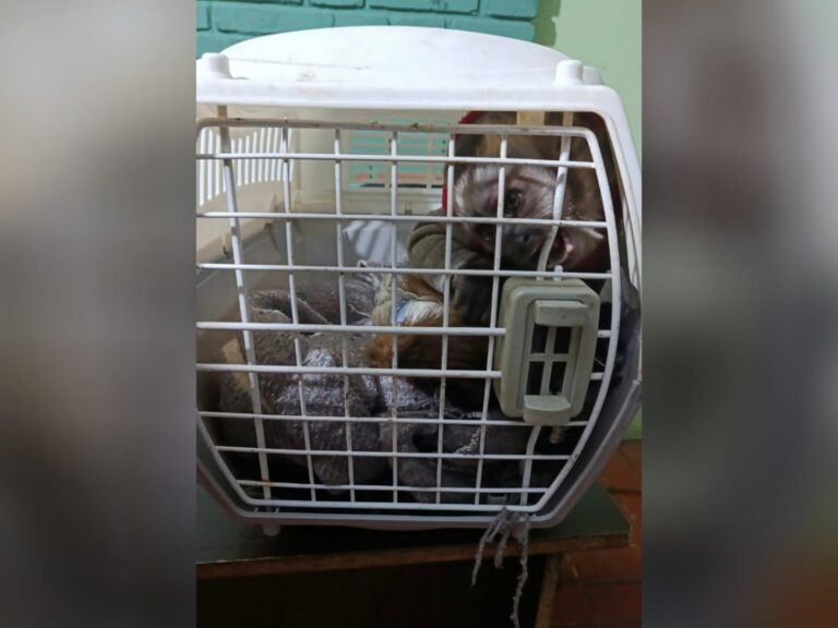 Rescatan un mono capuchino en El Alto tras denuncia de su tenencia como mascota