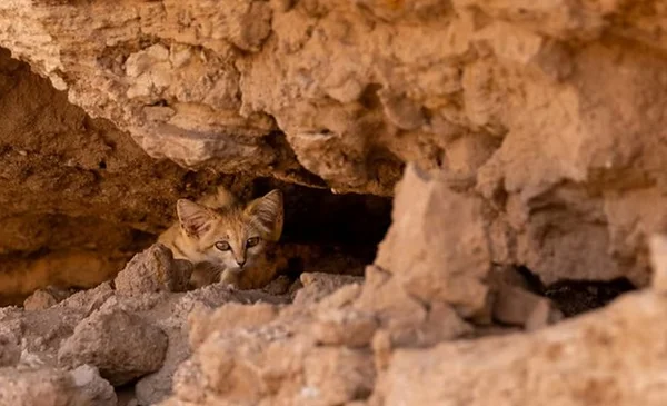 Reencuentro conmovedor de un gato de las arenas con su madre en Marruecos