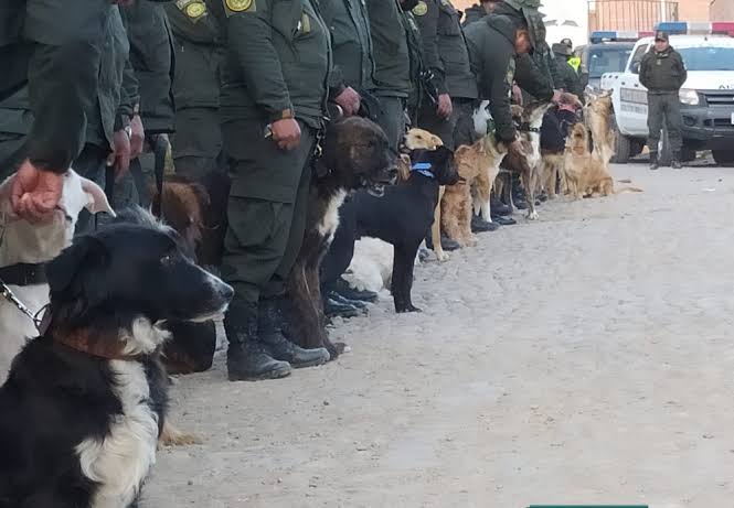 Siete perros de la Policía buscan un nuevo hogar en La Paz