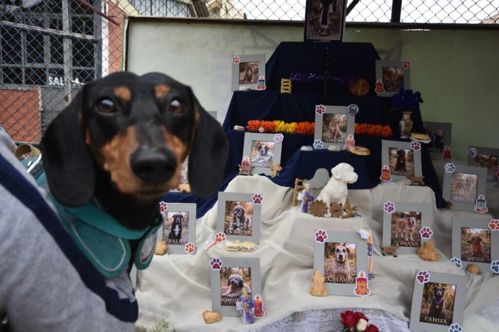Día de Muertos de las Mascotas: un homenaje a nuestros fieles amigos
