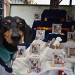 Día de Muertos de las Mascotas: un homenaje a nuestros fieles amigos