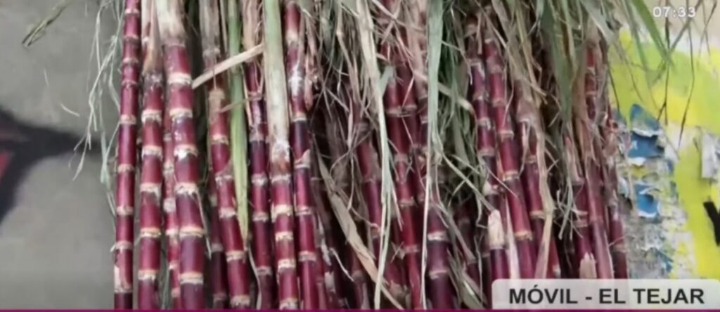 Productores de Los Yungas traen caña de azúcar a La Paz para Todos Santos