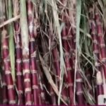 Productores de Los Yungas traen caña de azúcar a La Paz para Todos Santos