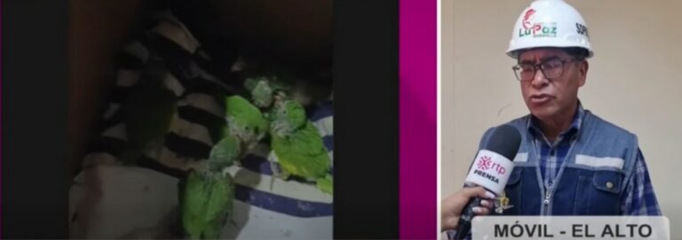 Operativo rescata 59 pericos de la venta ilegal en Palos Blancos