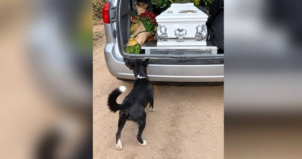 La conmovedora lealtad de un perrito en el funeral de su dueño