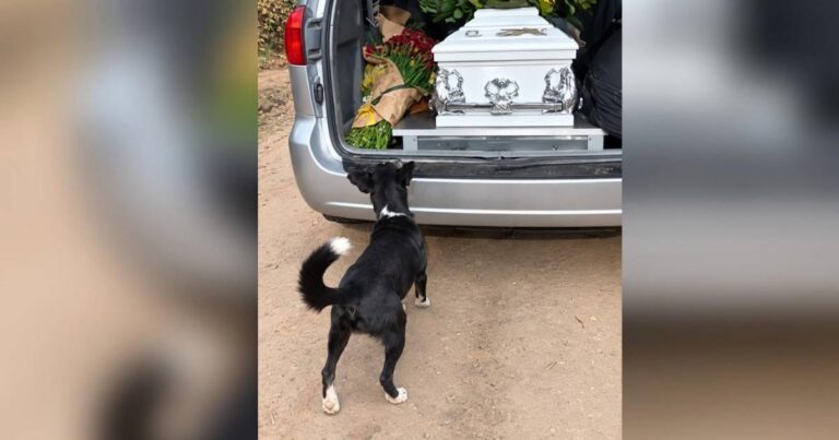 La conmovedora lealtad de un perrito en el funeral de su dueño