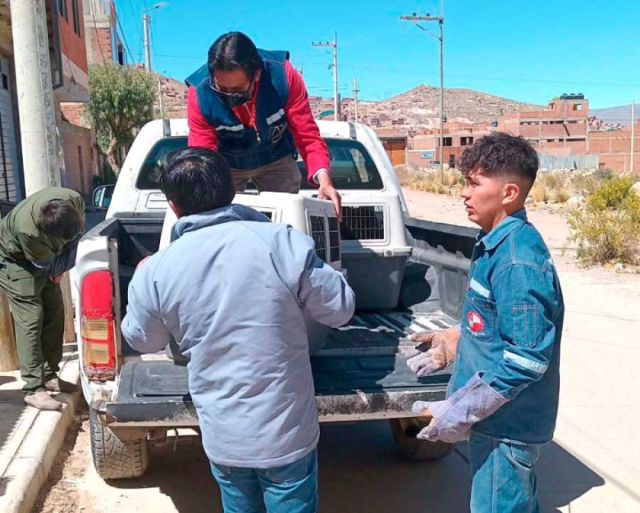 Un niño de 11 años resulta herido tras ataque de perros Pitbull en Potosí