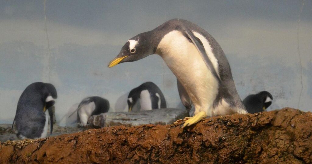 Descubren una nueva especie de pingüino tras más de un siglo