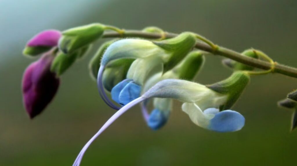 Descubren una nueva flor en los Andes peruanos en honor a Lionel Messi