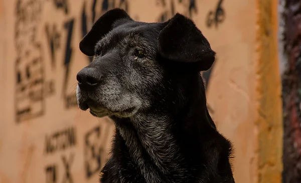 Cuidados esenciales para perros mayores: ¡no descuides su bienestar!