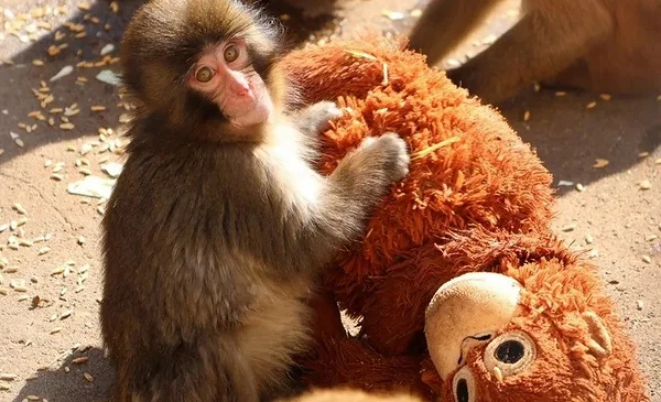 ¡Punch, el querido monito, tendrá su propio libro!