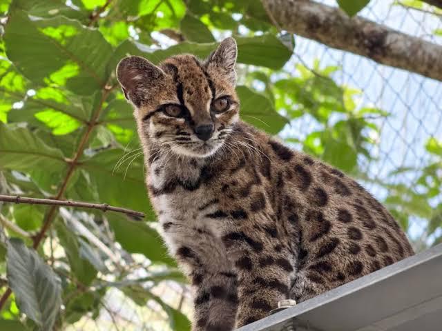 El tilcayo será la mascota de los Juegos Bolivarianos en La Paz 2029
